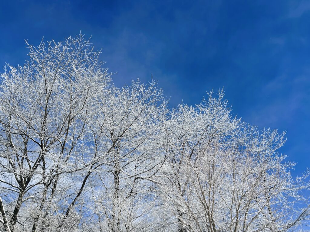 信州諏訪霧ヶ峰高原別荘地 霧ヶ峰 ビバルデの丘 長野県諏訪市 ビーナスライン 別荘 山 森 森林 自然 富士山 八ヶ岳 南アルプス 中央アルプス 冬 雪 雪景色 積雪 積雪量 積雪情報 積雪状況 道路状況 車 滑る 天気 つらら 寒い 寒波 除雪 雪かき