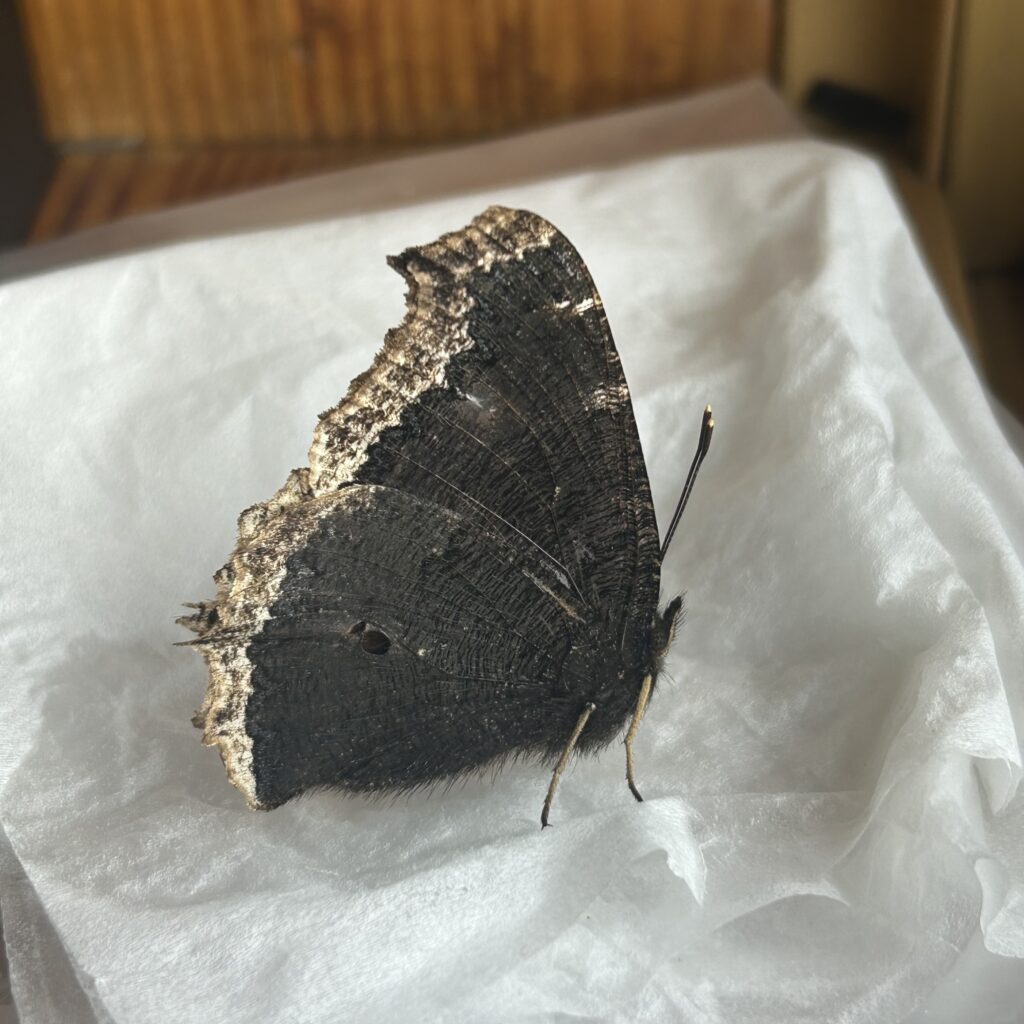 信州諏訪霧ヶ峰高原別荘地　霧ヶ峰　ビバルデの丘　長野県諏訪市　ビーナスライン　別荘　山　森　森林　自然　富士山　八ヶ岳　南アルプス　中央アルプス　冬　雪　薪　薪ストーブ　越冬　蝶　キベリタテハ　虫　