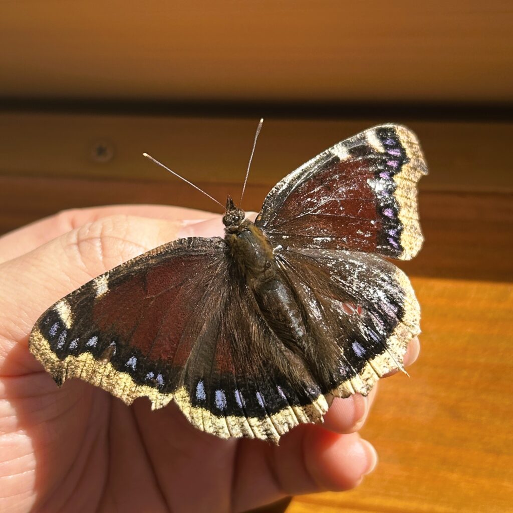 信州諏訪霧ヶ峰高原別荘地　霧ヶ峰　ビバルデの丘　長野県諏訪市　ビーナスライン　別荘　山　森　森林　自然　富士山　八ヶ岳　南アルプス　中央アルプス　冬　雪　薪　薪ストーブ　越冬　蝶　キベリタテハ　虫　