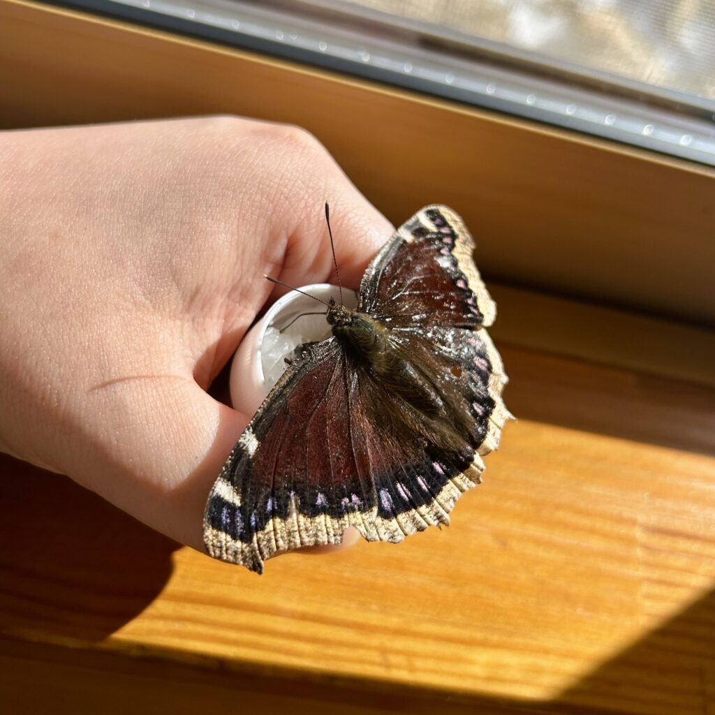 信州諏訪霧ヶ峰高原別荘地　霧ヶ峰　ビバルデの丘　長野県諏訪市　ビーナスライン　別荘　山　森　森林　自然　富士山　八ヶ岳　南アルプス　中央アルプス　冬　雪　薪　薪ストーブ　越冬　蝶　キベリタテハ　虫　