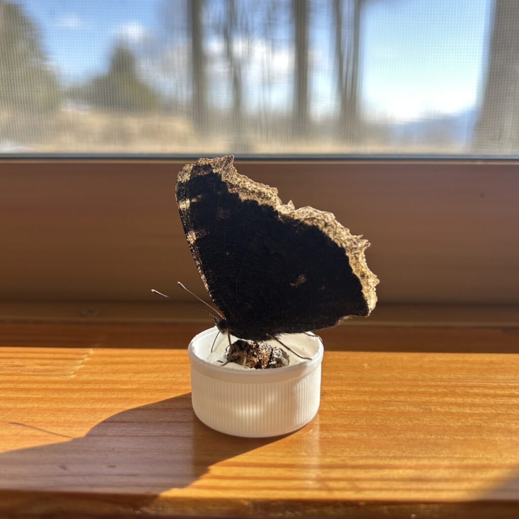 信州諏訪霧ヶ峰高原別荘地　霧ヶ峰　ビバルデの丘　長野県諏訪市　ビーナスライン　別荘　山　森　森林　自然　富士山　八ヶ岳　南アルプス　中央アルプス　冬　雪　薪　薪ストーブ　越冬　蝶　キベリタテハ　虫　