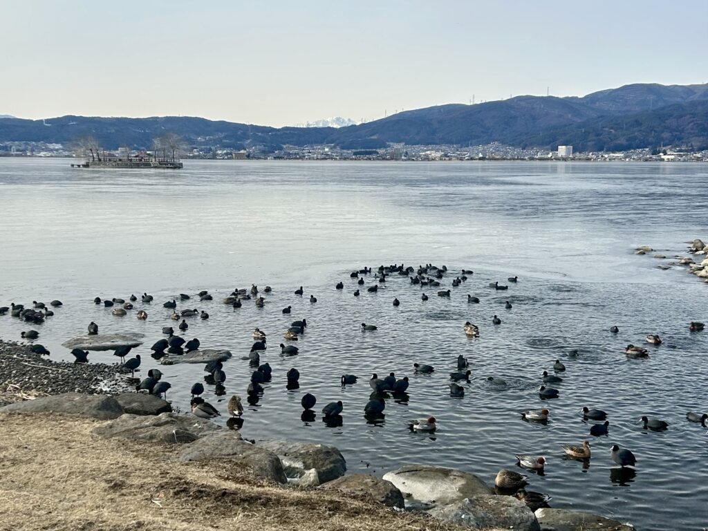 信州諏訪霧ヶ峰高原別荘地　霧ヶ峰　ビバルデの丘　長野県諏訪市　ビーナスライン　別荘　山　森　森林　自然　富士山　八ヶ岳　南アルプス　中央アルプス　冬　雪　諏訪湖　氷　御神渡り　2026年　1月　水鳥　カモ　オオバン　ホシハジロ