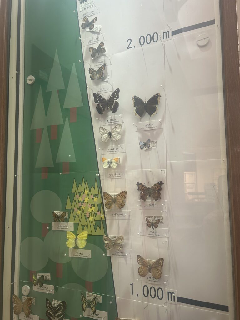 州諏訪霧ヶ峰高原別荘地 霧ヶ峰 ビバルデの丘 長野県諏訪市 ビーナスライン 別荘 山 森 森林 自然 富士山 八ヶ岳 南アルプス 中央アルプス 北アルプス 常念岳奥穂高岳 白馬岳 鹿島槍ケ岳 冬 雪 眺望 植物 山野草 草花 塩尻峠 塩嶺峠 国道20号 小坂田公園 道の駅 小坂田マルシェ 福寿草 フクジュソウ