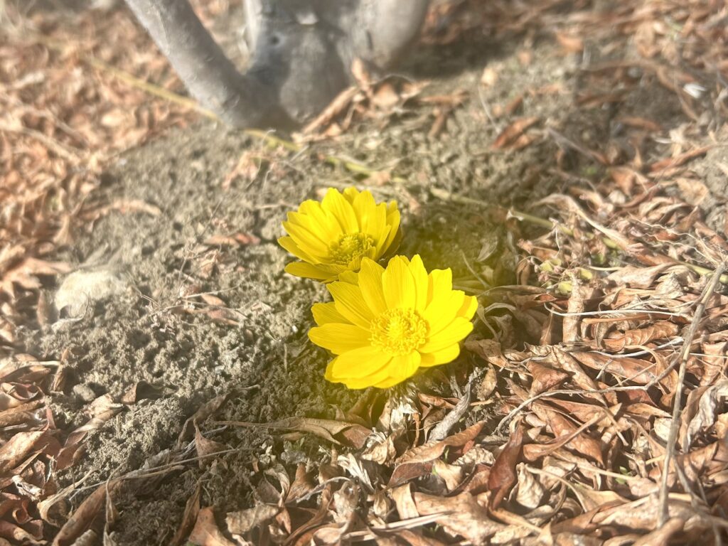 州諏訪霧ヶ峰高原別荘地 霧ヶ峰 ビバルデの丘 長野県諏訪市 ビーナスライン 別荘 山 森 森林 自然 富士山 八ヶ岳 南アルプス 中央アルプス 北アルプス 常念岳奥穂高岳 白馬岳 鹿島槍ケ岳 冬 雪 眺望 植物 山野草 草花 塩尻峠 塩嶺峠 国道20号 小坂田公園 道の駅 小坂田マルシェ 福寿草 フクジュソウ
