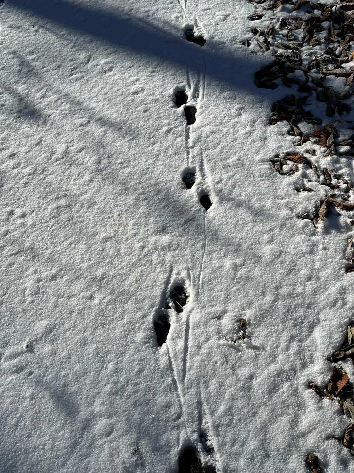 霧ケ峰、冬景色、諏訪湖、御神渡り、野うさぎ、きつね、富士山、八ヶ岳、北アルプス、南アルプス、中央アルプス、薙ぎ鎌神社、伊藤長七公園