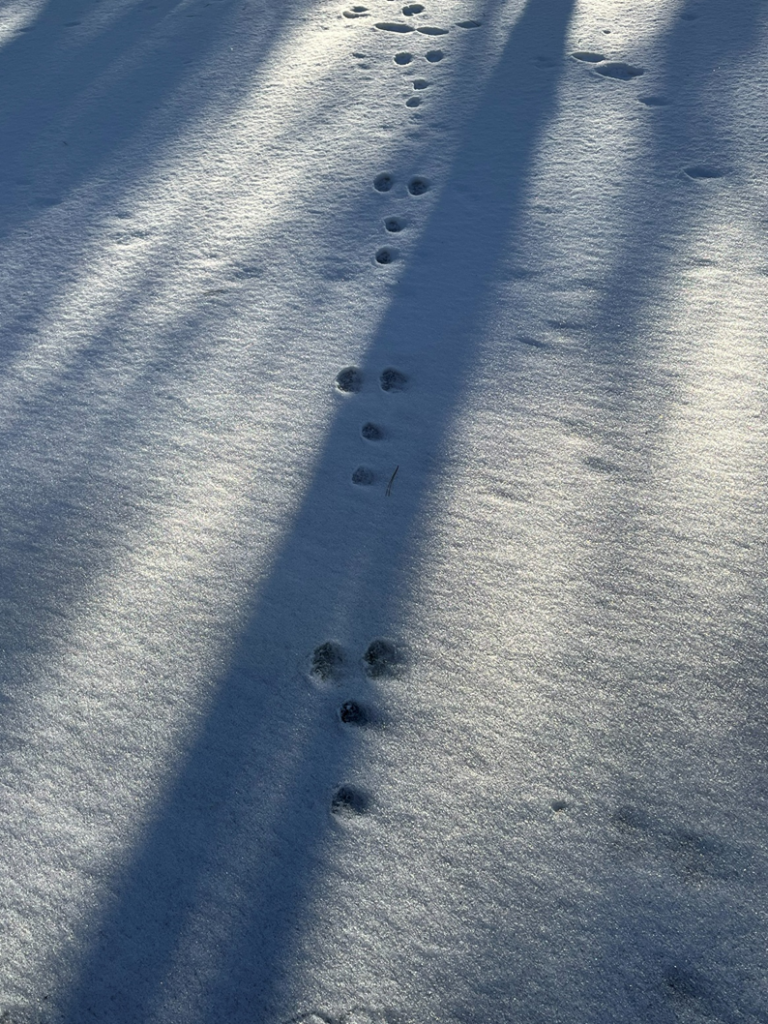 霧ケ峰、冬景色、諏訪湖、御神渡り、野うさぎ、きつね、富士山、八ヶ岳、北アルプス、南アルプス、中央アルプス、薙ぎ鎌神社、伊藤長七公園