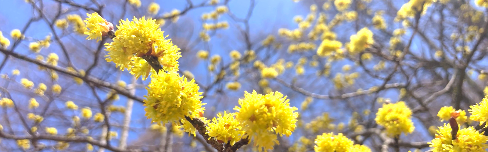八ヶ岳・富士山の見える別荘地「ビバルデの丘」