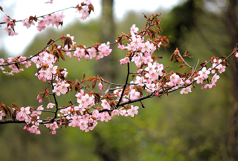 八ヶ岳・富士山の見える別荘地「ビバルデの丘」