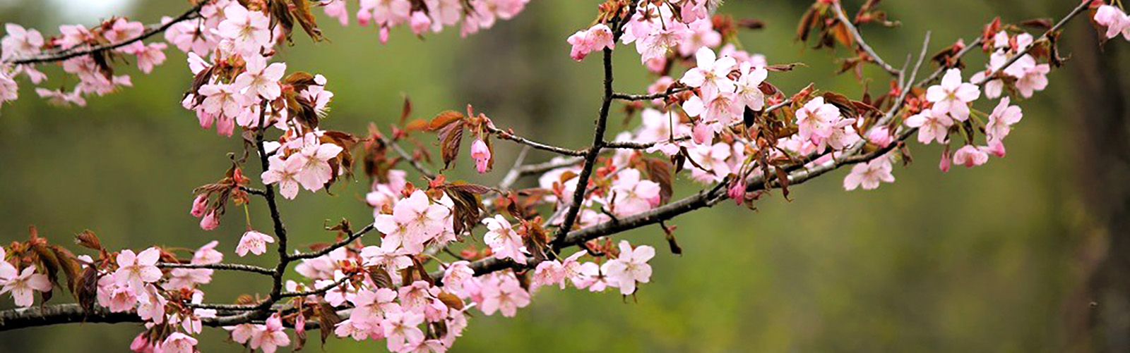 八ヶ岳・富士山の見える別荘地「ビバルデの丘」