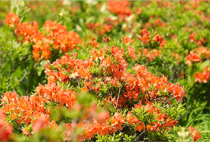 八ヶ岳・富士山の見える別荘地「ビバルデの丘」