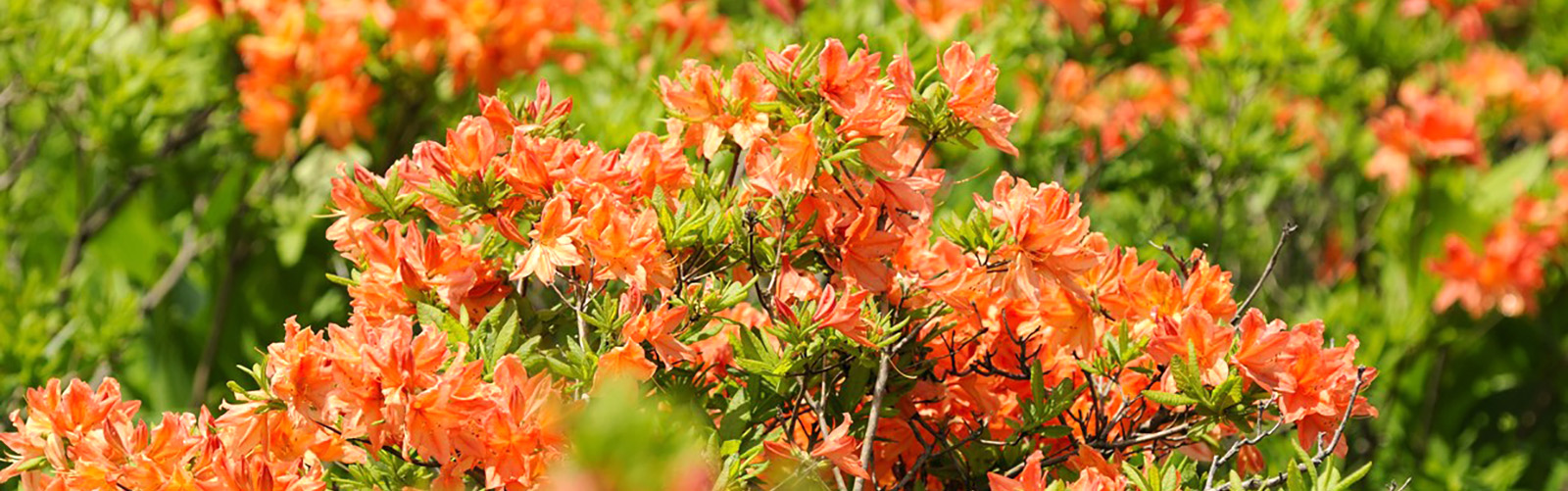 八ヶ岳・富士山の見える別荘地「ビバルデの丘」