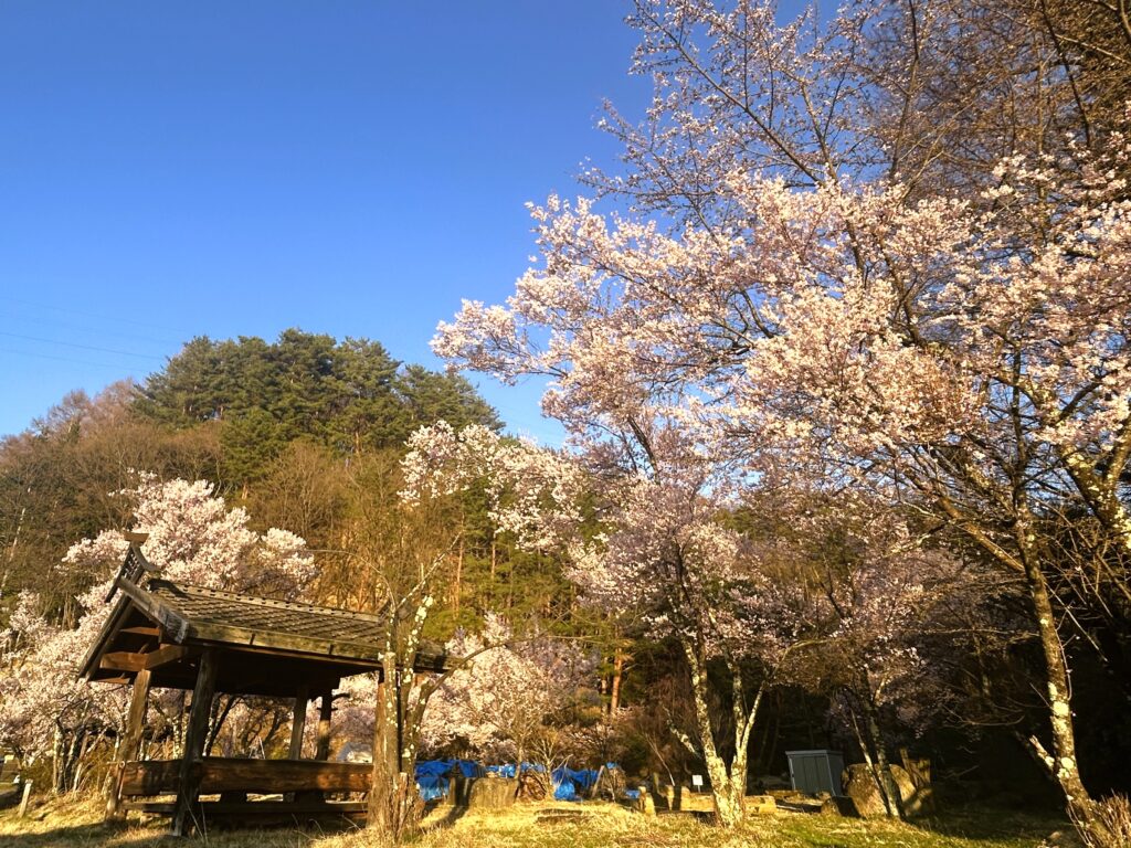 桜前線と霧ヶ峰の開花