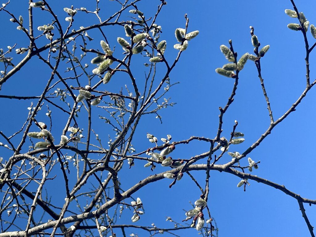 信州諏訪霧ヶ峰高原別荘地　霧ヶ峰　ビバルデの丘　長野県諏訪市　ビーナスライン　別荘　山　森　森林　自然　桜　サクラ　ソメイヨシノ　桜前線　開花　花　春　茅野　お花　ヤナギ　柳　バッコヤナギ　ネコヤナギ　ヤマネコヤナギ　尾状花序