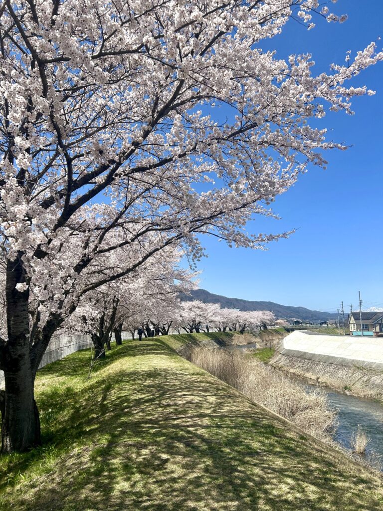 信州諏訪霧ヶ峰高原別荘地　霧ヶ峰　ビバルデの丘　長野県諏訪市　ビーナスライン　別荘　山　森　森林　自然　桜　サクラ　ソメイヨシノ　桜前線　開花　花　春　茅野　お花見