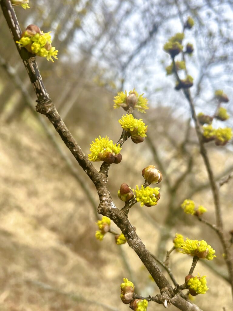 信州諏訪霧ヶ峰高原別荘地　霧ヶ峰　ビバルデの丘　長野県諏訪市　ビーナスライン　別荘　山　森　森林　自然　桜　サクラ　ソメイヨシノ　桜前線　開花　花　春　茅野　お花　ダンコウバイ　檀香梅　香り　山の花　木の花　黄色い