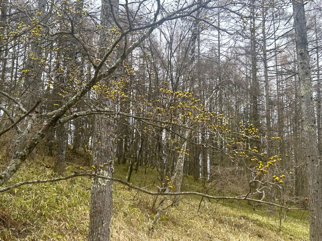 信州諏訪霧ヶ峰高原別荘地　霧ヶ峰　ビバルデの丘　長野県諏訪市　ビーナスライン　別荘　山　森　森林　自然　桜　サクラ　ソメイヨシノ　桜前線　開花　花　春　茅野　お花　ダンコウバイ　檀香梅　香り　山の花　木の花　黄色い