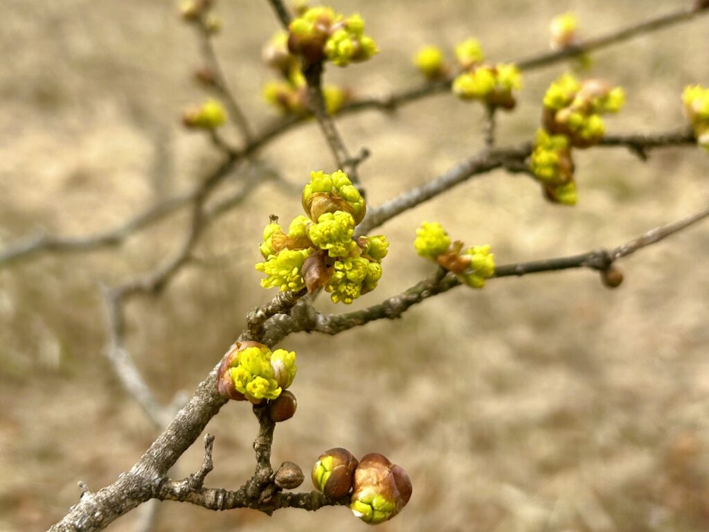 信州諏訪霧ヶ峰高原別荘地　霧ヶ峰　ビバルデの丘　長野県諏訪市　ビーナスライン　別荘　山　森　森林　自然　桜　サクラ　ソメイヨシノ　桜前線　開花　花　春　茅野　お花　ダンコウバイ　檀香梅　香り　山の花　木の花　黄色い