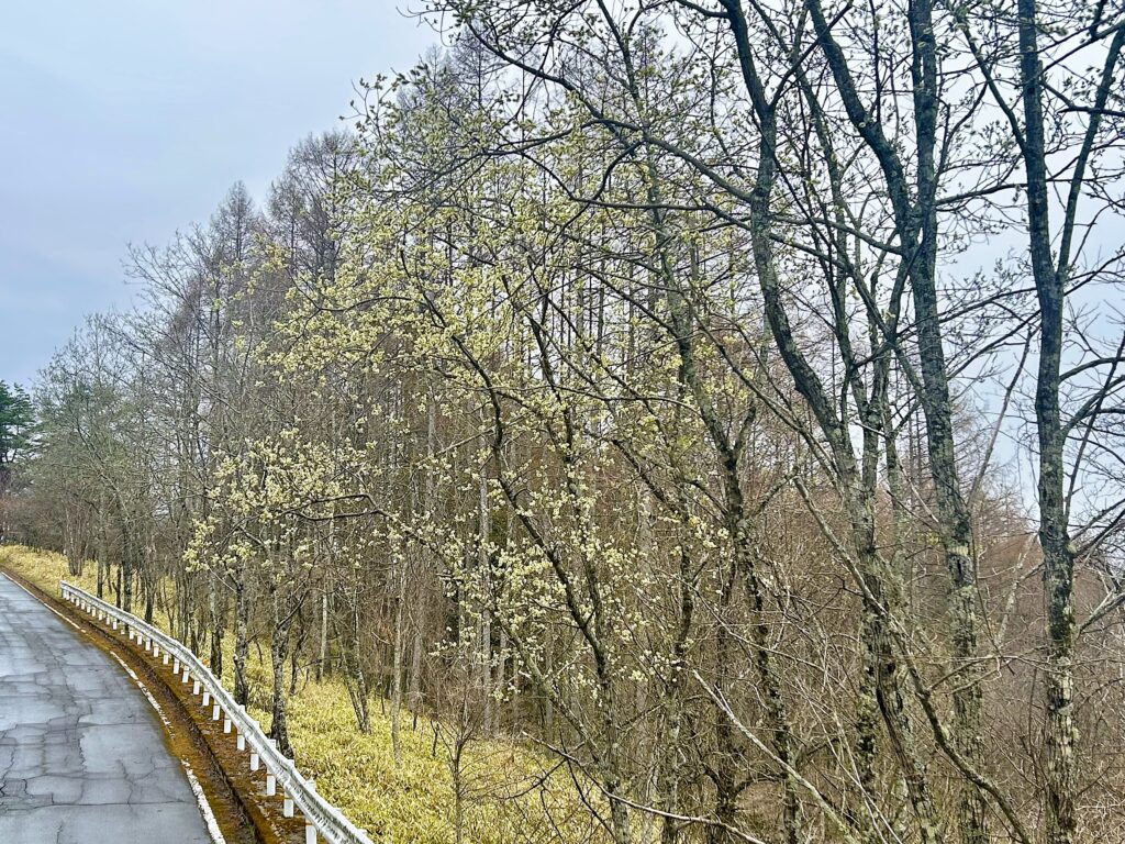 信州諏訪霧ヶ峰高原別荘地　霧ヶ峰　ビバルデの丘　長野県諏訪市　ビーナスライン　別荘　山　森　森林　自然　桜　サクラ　ソメイヨシノ　桜前線　開花　花　春　茅野　お花　ヤナギ　柳　バッコヤナギ　ネコヤナギ　ヤマネコヤナギ　尾状花序