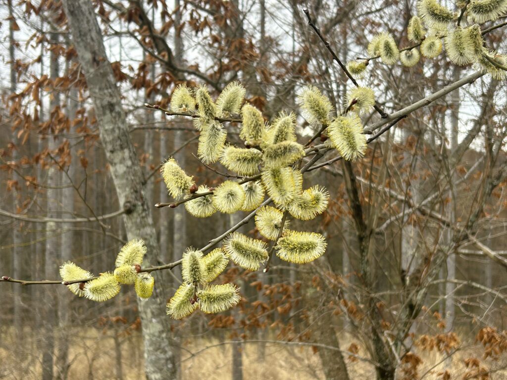 信州諏訪霧ヶ峰高原別荘地　霧ヶ峰　ビバルデの丘　長野県諏訪市　ビーナスライン　別荘　山　森　森林　自然　桜　サクラ　ソメイヨシノ　桜前線　開花　花　春　茅野　お花　ヤナギ　柳　バッコヤナギ　ネコヤナギ　ヤマネコヤナギ　尾状花序