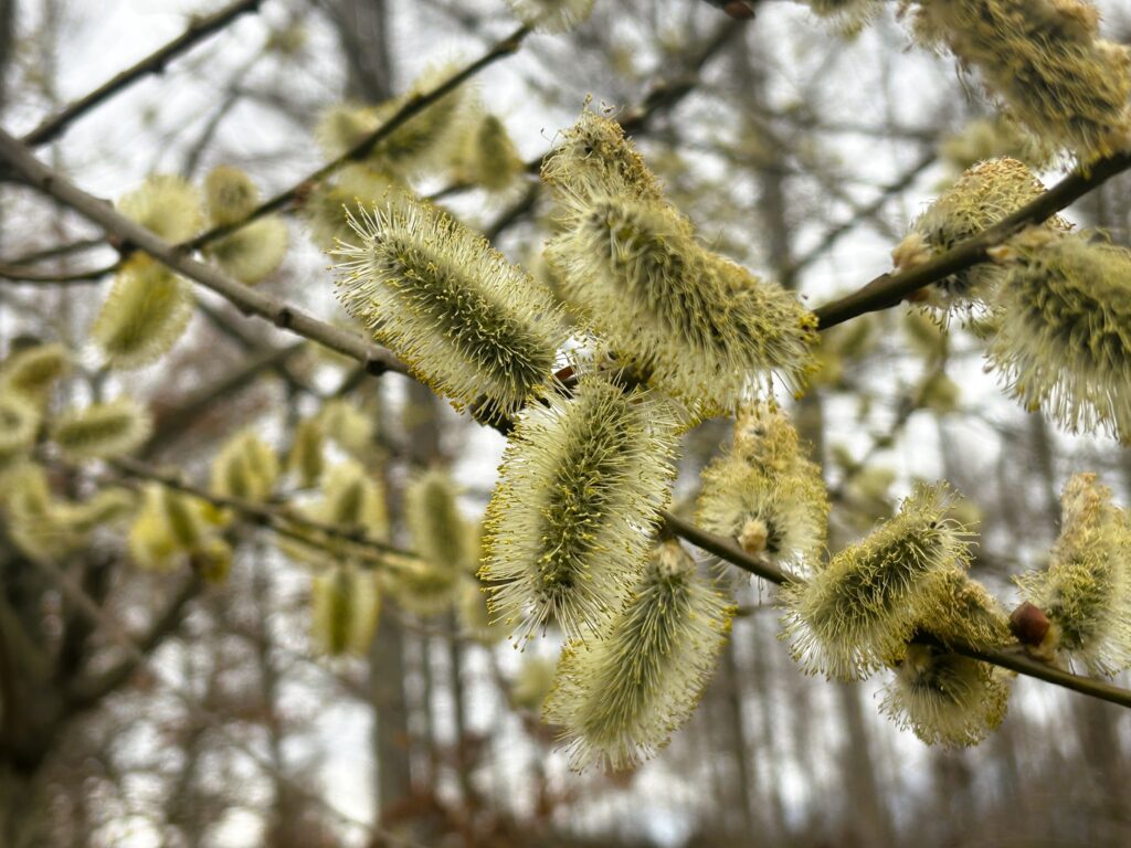信州諏訪霧ヶ峰高原別荘地　霧ヶ峰　ビバルデの丘　長野県諏訪市　ビーナスライン　別荘　山　森　森林　自然　桜　サクラ　ソメイヨシノ　桜前線　開花　花　春　茅野　お花　ヤナギ　柳　バッコヤナギ　ネコヤナギ　ヤマネコヤナギ　尾状花序