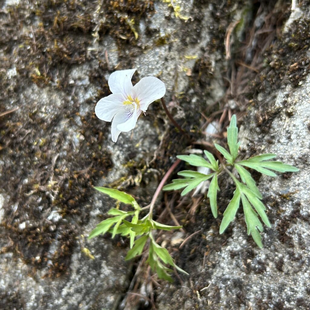 信州諏訪霧ヶ峰高原別荘地　霧ヶ峰　ビバルデの丘　長野県諏訪市　ビーナスライン　別荘　山　森　森林　自然　春　山野草　花　植物　スミレ　墨入れ　菫　タチツボスミレ　サクラスミレ　ヒゴスミレ　白いスミレ　紫のスミレ　スミレの女王　５月