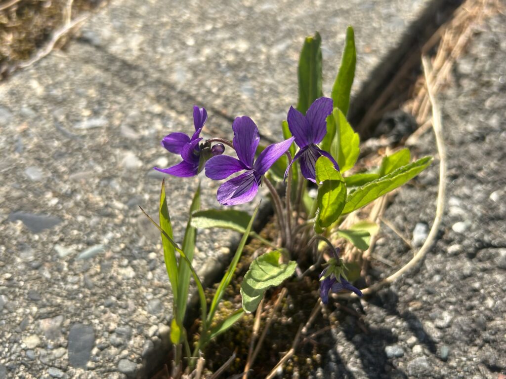 信州諏訪霧ヶ峰高原別荘地　霧ヶ峰　ビバルデの丘　長野県諏訪市　ビーナスライン　別荘　山　森　森林　自然　春　山野草　花　植物　スミレ　墨入れ　菫　タチツボスミレ　サクラスミレ　ヒゴスミレ　白いスミレ　紫のスミレ　スミレの女王　５月