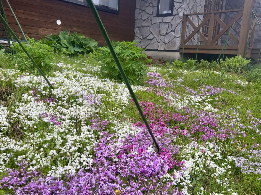 信州諏訪霧ヶ峰高原別荘地　霧ヶ峰　ビバルデの丘　長野県諏訪市　ビーナスライン　別荘　山　森　森林　自然　春　山野草　花　植物　ツツジ　ミツバツツジ　初夏　５月　６月　シバザクラ