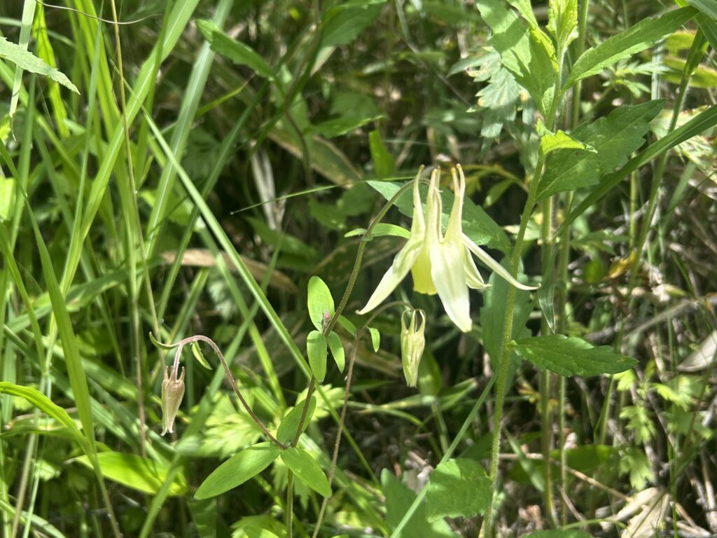 信州諏訪霧ヶ峰高原別荘地 霧ヶ峰 ビバルデの丘 長野県諏訪市 ビーナスライン 別荘 山 森 森林 自然 春 山野草 花 植物 外来植物 外来種 対策 アマドコロ 在来植物 スズラン 鈴蘭 かわいい 白い花 黄色い花 キバナノヤマオダマキ