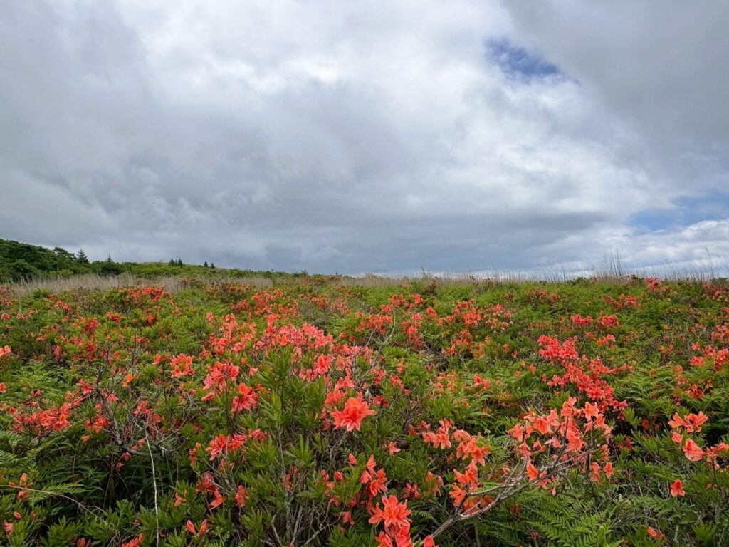 信州諏訪霧ヶ峰高原別荘地 霧ヶ峰 ビバルデの丘 長野県諏訪市 ビーナスライン 別荘 山 森 森林 自然 春 山野草 花 植物 外来植物 外来種 対策 ハルザキヤマガラシ レンゲツツジ 湿原