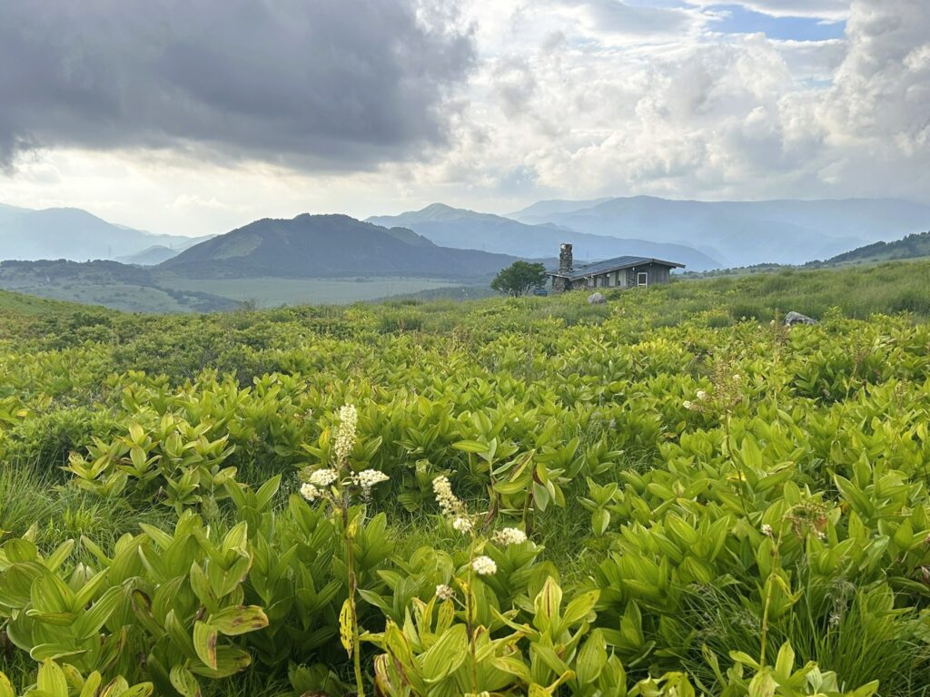 信州諏訪霧ヶ峰高原別荘地 霧ヶ峰 ビバルデの丘 長野県諏訪市 ビーナスライン 別荘 山 森 森林 自然 春 山野草 花 植物 外来植物 外来種 対策 アマドコロ 在来植物 スズラン 鈴蘭 かわいい 白い花 黄色い花 ニッコウキスゲ ゼンテイカ イブキトラノオ 黄色い絨毯 黄色の絨毯 コバイケイソウ 八島湿原 車山肩