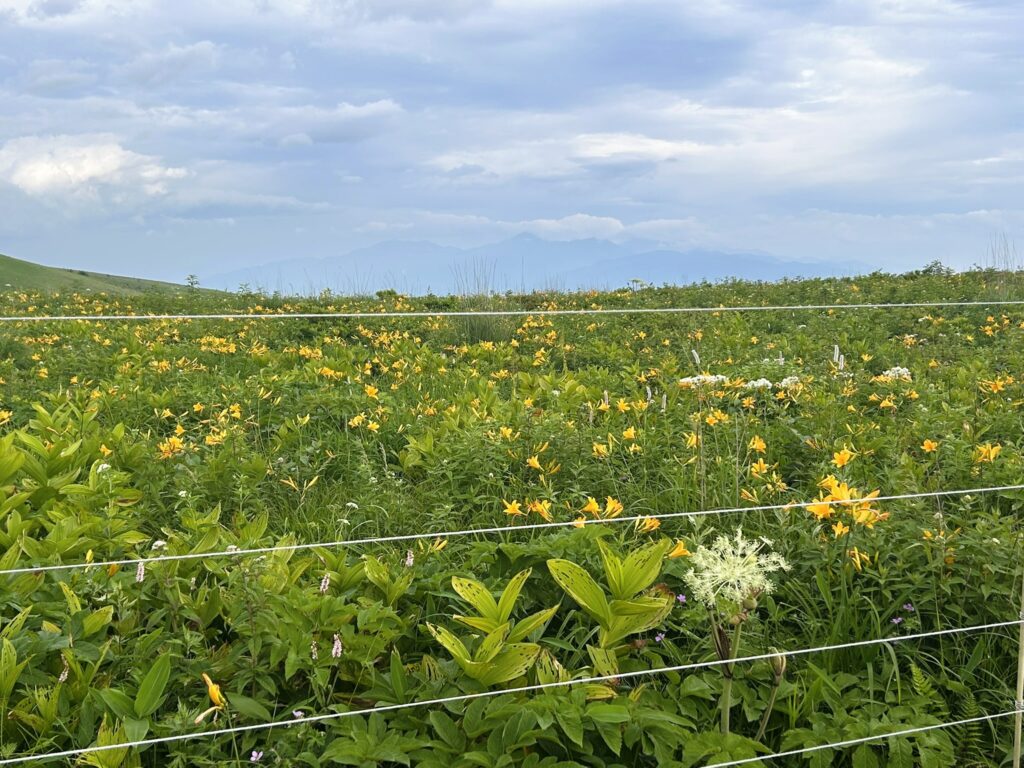 信州諏訪霧ヶ峰高原別荘地 霧ヶ峰 ビバルデの丘 長野県諏訪市 ビーナスライン 別荘 山 森 森林 自然 春 山野草 花 植物 外来植物 外来種 対策 アマドコロ 在来植物 スズラン 鈴蘭 かわいい 白い花 黄色い花 ニッコウキスゲ ゼンテイカ イブキトラノオ 黄色い絨毯 黄色の絨毯 ハクサンフウロ ウド