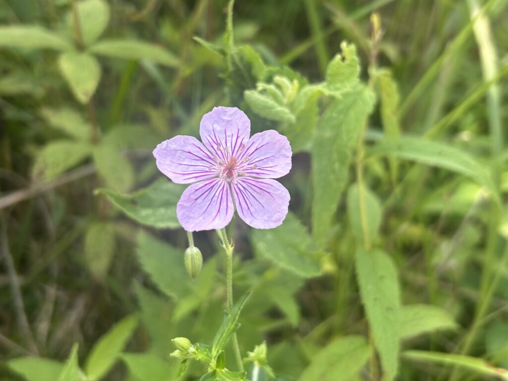 信州諏訪霧ヶ峰高原別荘地 霧ヶ峰 ビバルデの丘 長野県諏訪市 ビーナスライン 別荘 山 森 森林 自然 春 山野草 花 植物 湿原 夏の花 秋の花 タチフウロ ピンクの花 フウロウソウ かわいい