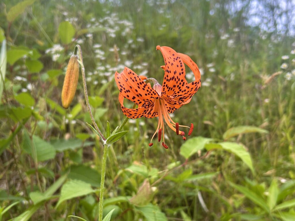 信州諏訪霧ヶ峰高原別荘地 霧ヶ峰 ビバルデの丘 長野県諏訪市 ビーナスライン 別荘 山 森 森林 自然 春 山野草 花 植物 湿原 夏の花 秋の花 オレンジ色 コオニユリ 小鬼百合 かわいい 模様 ユリ科