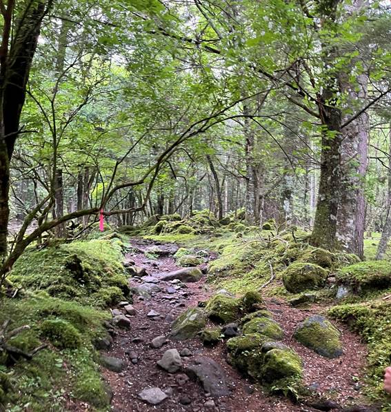 八ヶ岳、霧ケ峰、夏山、登山、赤岳、夏山登山、ブロッケン現象、赤岳展望荘、雲海、北アルプス、中央アルプス、南アルプス、富士山、高山植物、こまくさ、キャンプ、行者小屋