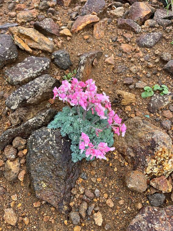 八ヶ岳、霧ケ峰、夏山、登山、赤岳、夏山登山、ブロッケン現象、赤岳展望荘、雲海、北アルプス、中央アルプス、南アルプス、富士山、高山植物、こまくさ、キャンプ、行者小屋