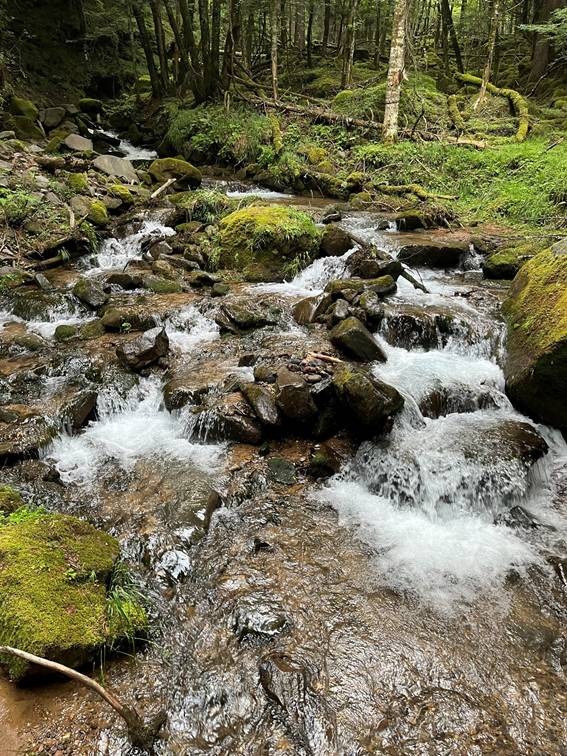 八ヶ岳、霧ケ峰、夏山、登山、赤岳、夏山登山、ブロッケン現象、赤岳展望荘、雲海、北アルプス、中央アルプス、南アルプス、富士山、高山植物、こまくさ、キャンプ、行者小屋