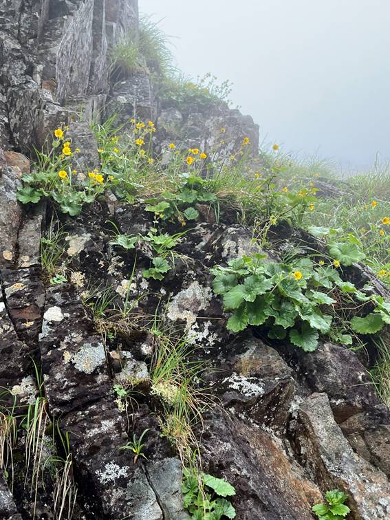 八ヶ岳、霧ケ峰、夏山、登山、赤岳、夏山登山、ブロッケン現象、赤岳展望荘、雲海、北アルプス、中央アルプス、南アルプス、富士山、高山植物、こまくさ、キャンプ、行者小屋