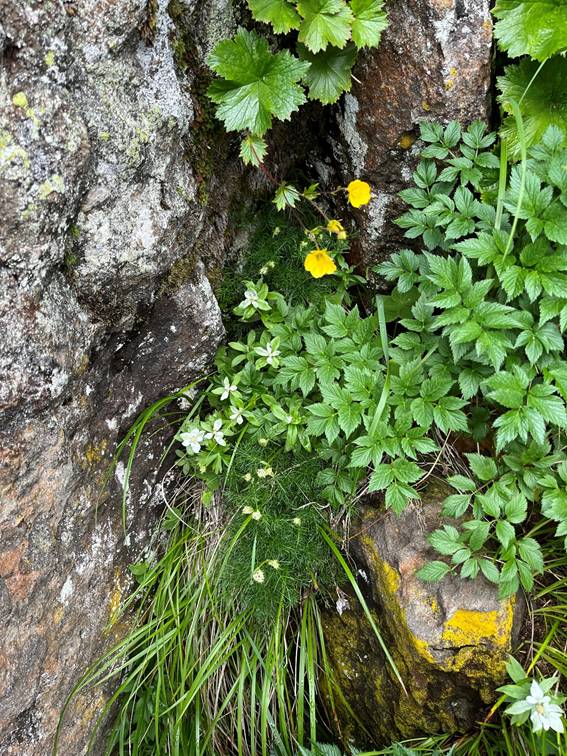 八ヶ岳、霧ケ峰、夏山、登山、赤岳、夏山登山、ブロッケン現象、赤岳展望荘、雲海、北アルプス、中央アルプス、南アルプス、富士山、高山植物、こまくさ、キャンプ、行者小屋