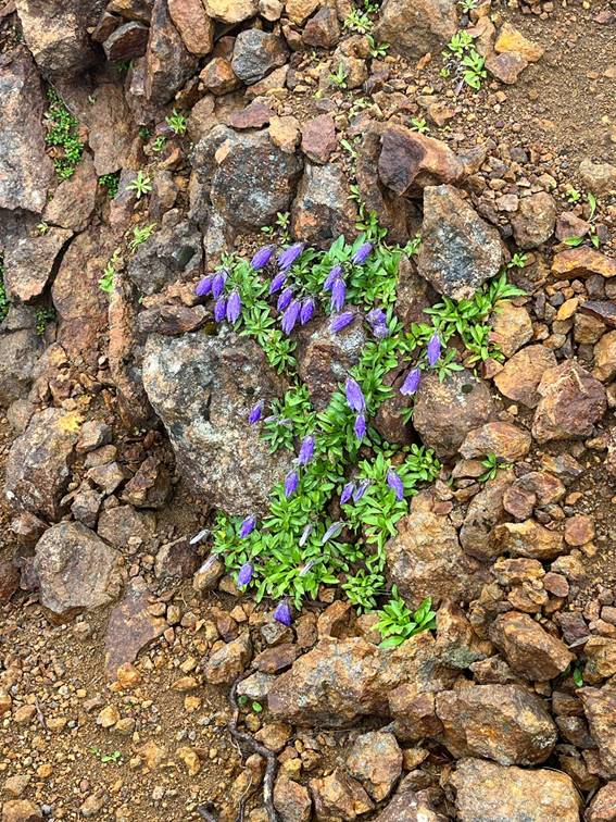 八ヶ岳、霧ケ峰、夏山、登山、赤岳、夏山登山、ブロッケン現象、赤岳展望荘、雲海、北アルプス、中央アルプス、南アルプス、富士山、高山植物、こまくさ、キャンプ、行者小屋