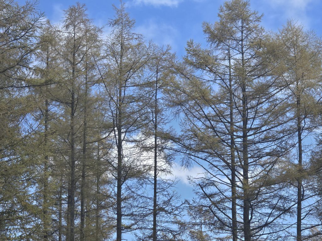 紅葉
カラマツ
霧ケ峰