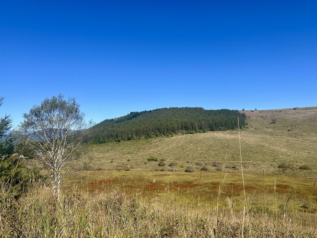 信州諏訪霧ヶ峰高原別荘地 霧ヶ峰 ビバルデの丘 長野県諏訪市 ビーナスライン 別荘 山 森 森林 自然 春 山野草 花 植物 木 紅葉 秋 広葉樹 サクラ ヤマザクラ ナナカマド カエデ ミズナラ レンゲツツジ 赤い葉 草紅葉 踊場湿原 芒 ススキ オニゼンマイ ヤマドリゼンマイ