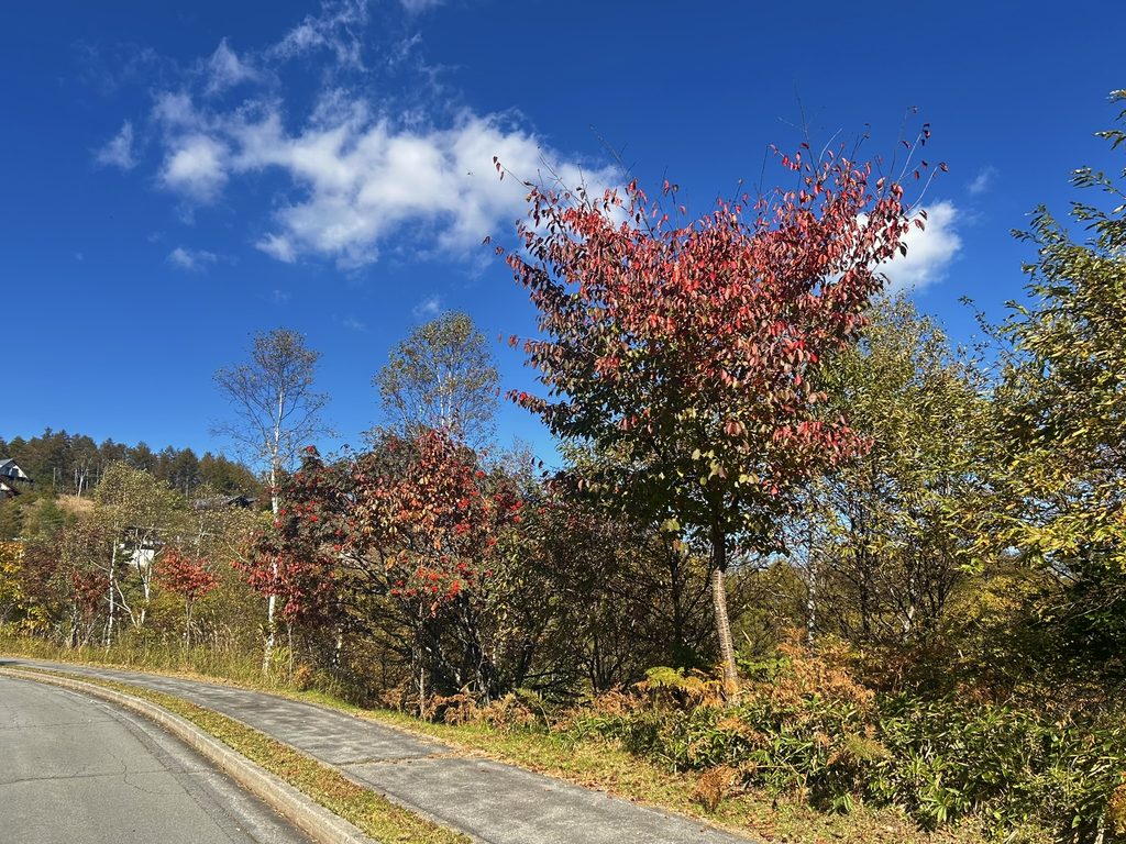 信州諏訪霧ヶ峰高原別荘地 霧ヶ峰 ビバルデの丘 長野県諏訪市 ビーナスライン 別荘 山 森 森林 自然 春 山野草 花 植物 木 紅葉 秋 広葉樹 サクラ ヤマザクラ ナナカマド カエデ ミズナラ レンゲツツジ 赤い葉 草紅葉 踊場湿原 芒 ススキ オニゼンマイ ヤマドリゼンマイ