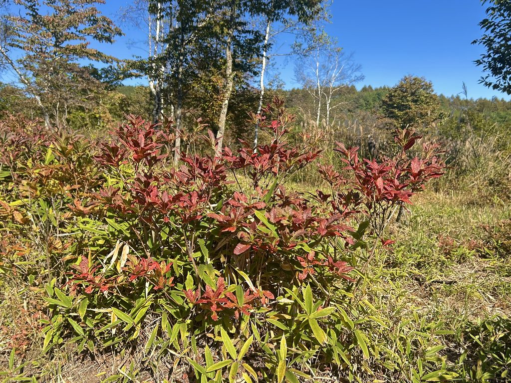 信州諏訪霧ヶ峰高原別荘地 霧ヶ峰 ビバルデの丘 長野県諏訪市 ビーナスライン 別荘 山 森 森林 自然 春 山野草 花 植物 木 紅葉 秋 広葉樹 サクラ ヤマザクラ ナナカマド カエデ ミズナラ レンゲツツジ 赤い葉 草紅葉 踊場湿原 芒 ススキ オニゼンマイ ヤマドリゼンマイ