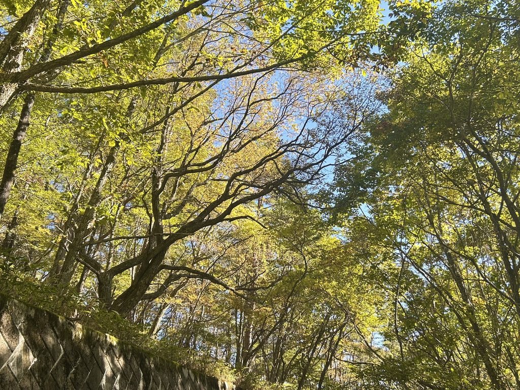 信州諏訪霧ヶ峰高原別荘地 霧ヶ峰 ビバルデの丘 長野県諏訪市 ビーナスライン 別荘 山 森 森林 自然 春 山野草 花 植物 木 紅葉 秋 広葉樹 サクラ ヤマザクラ ナナカマド カエデ ミズナラ レンゲツツジ 赤い葉 草紅葉 踊場湿原 芒 ススキ オニゼンマイ ヤマドリゼンマイ