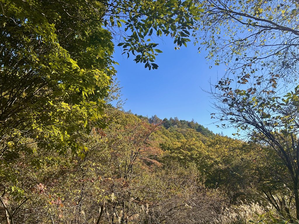 信州諏訪霧ヶ峰高原別荘地 霧ヶ峰 ビバルデの丘 長野県諏訪市 ビーナスライン 別荘 山 森 森林 自然 春 山野草 花 植物 木 紅葉 秋 広葉樹 サクラ ヤマザクラ ナナカマド カエデ ミズナラ レンゲツツジ 赤い葉 草紅葉 踊場湿原 芒 ススキ オニゼンマイ ヤマドリゼンマイ